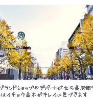 ウィズ心斎橋 周辺情報（御堂筋のイチョウ並木）